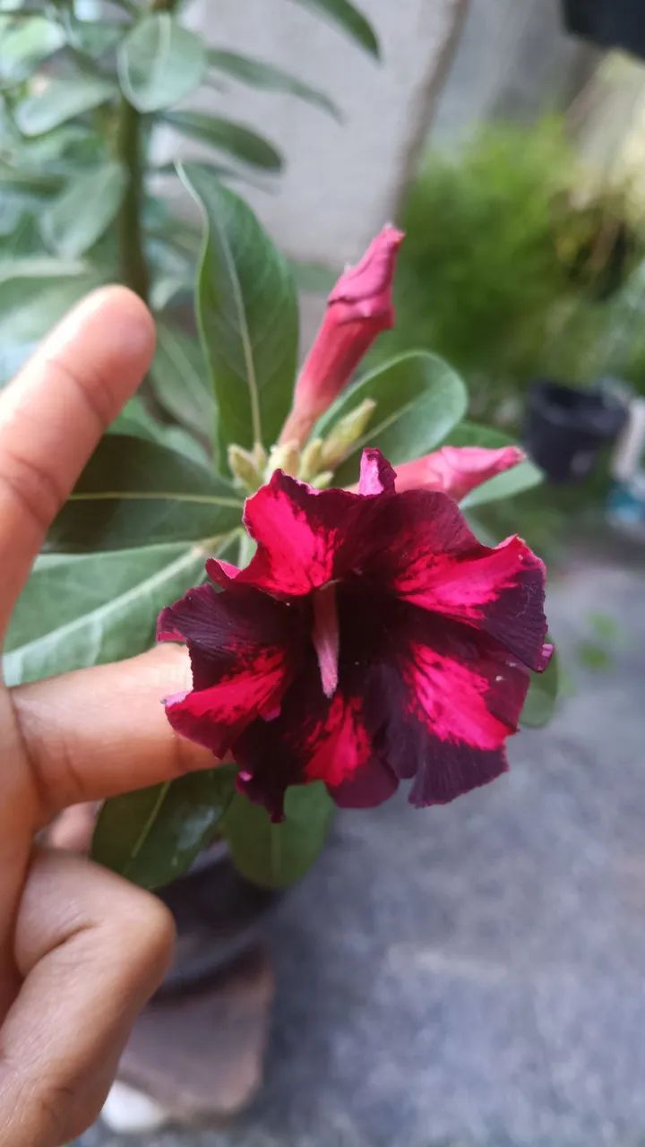 Planta