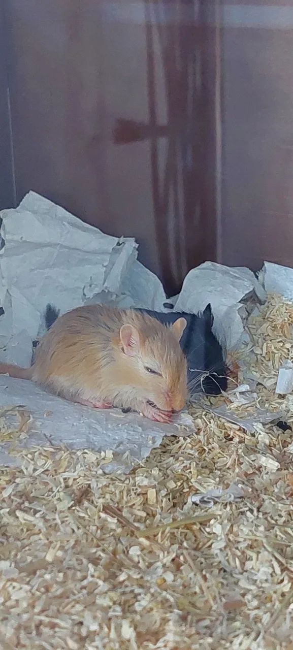Dupla Gerbil