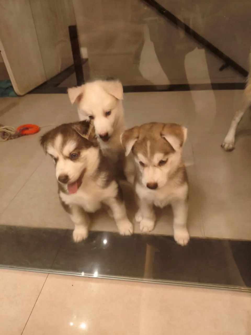 Pets - Foto 2