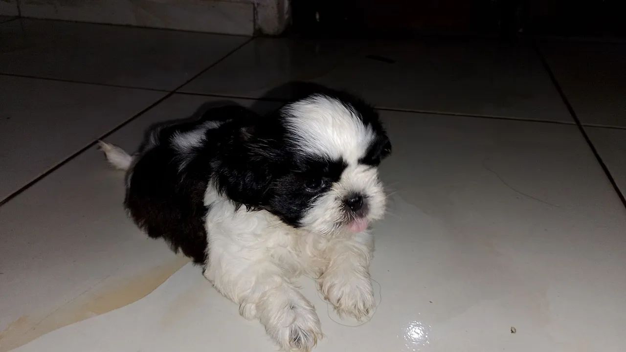 Shihtzu Macho - Foto 2