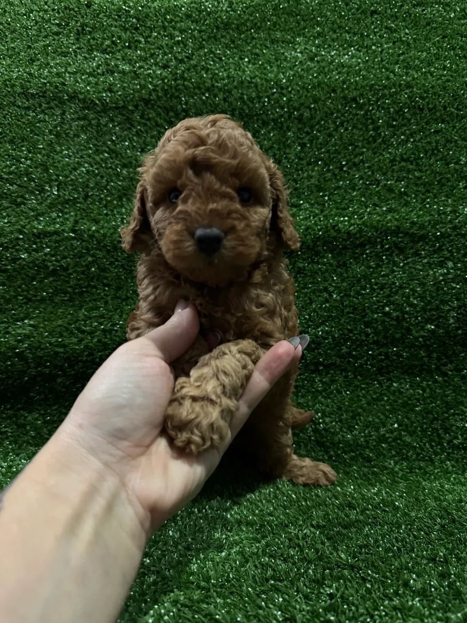 Poodle Toy Red e Abricot  - Foto 2