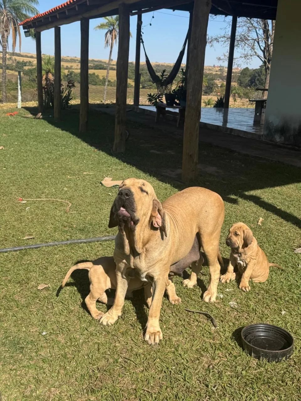 Fila brasileiro  - Foto 3