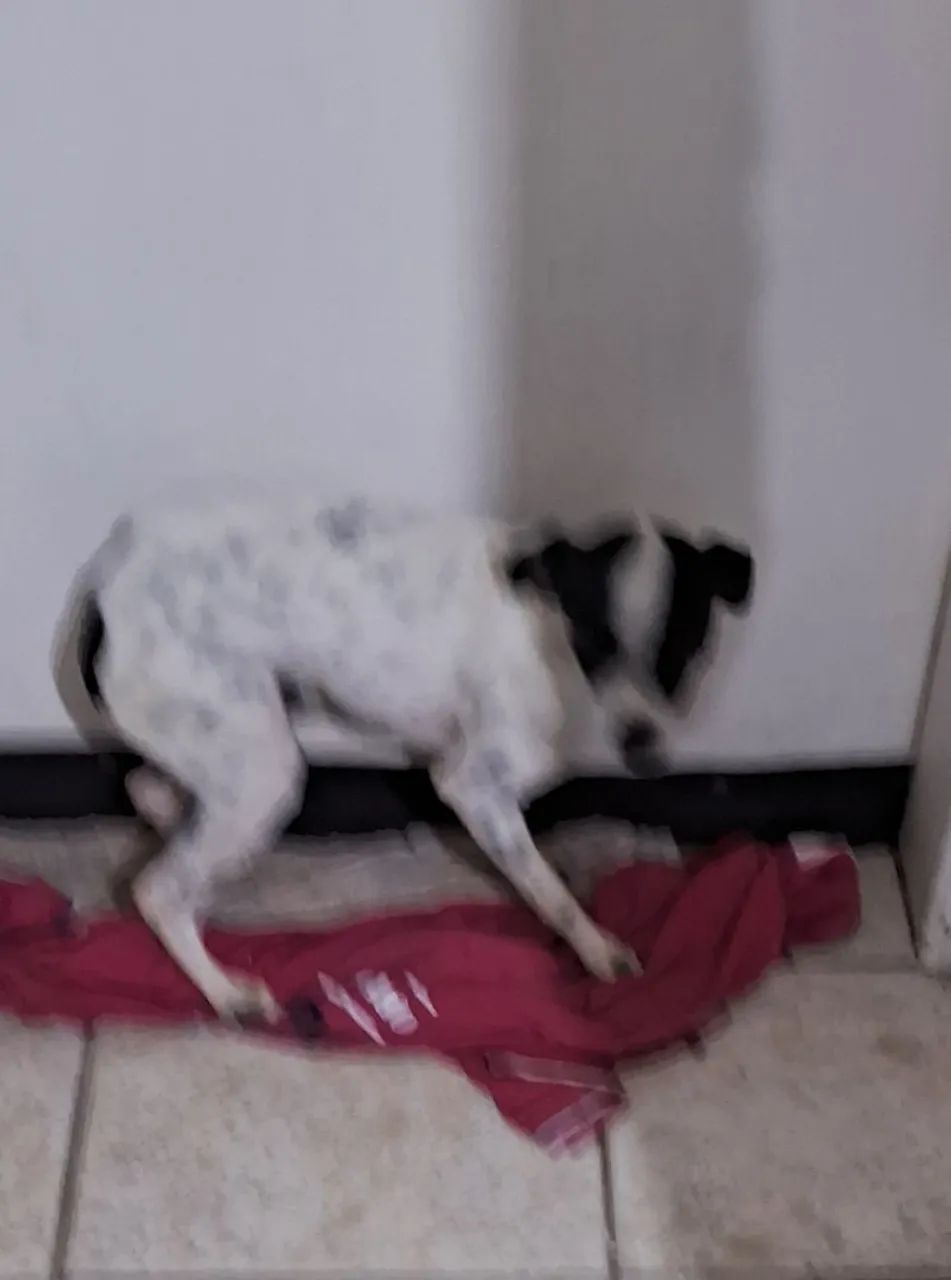 Animal devestimaçao  - Foto 4