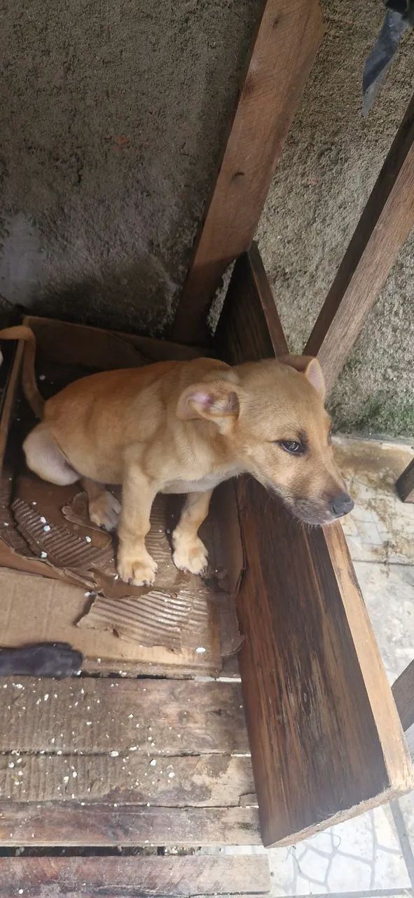 Doação responsavel - Foto 4