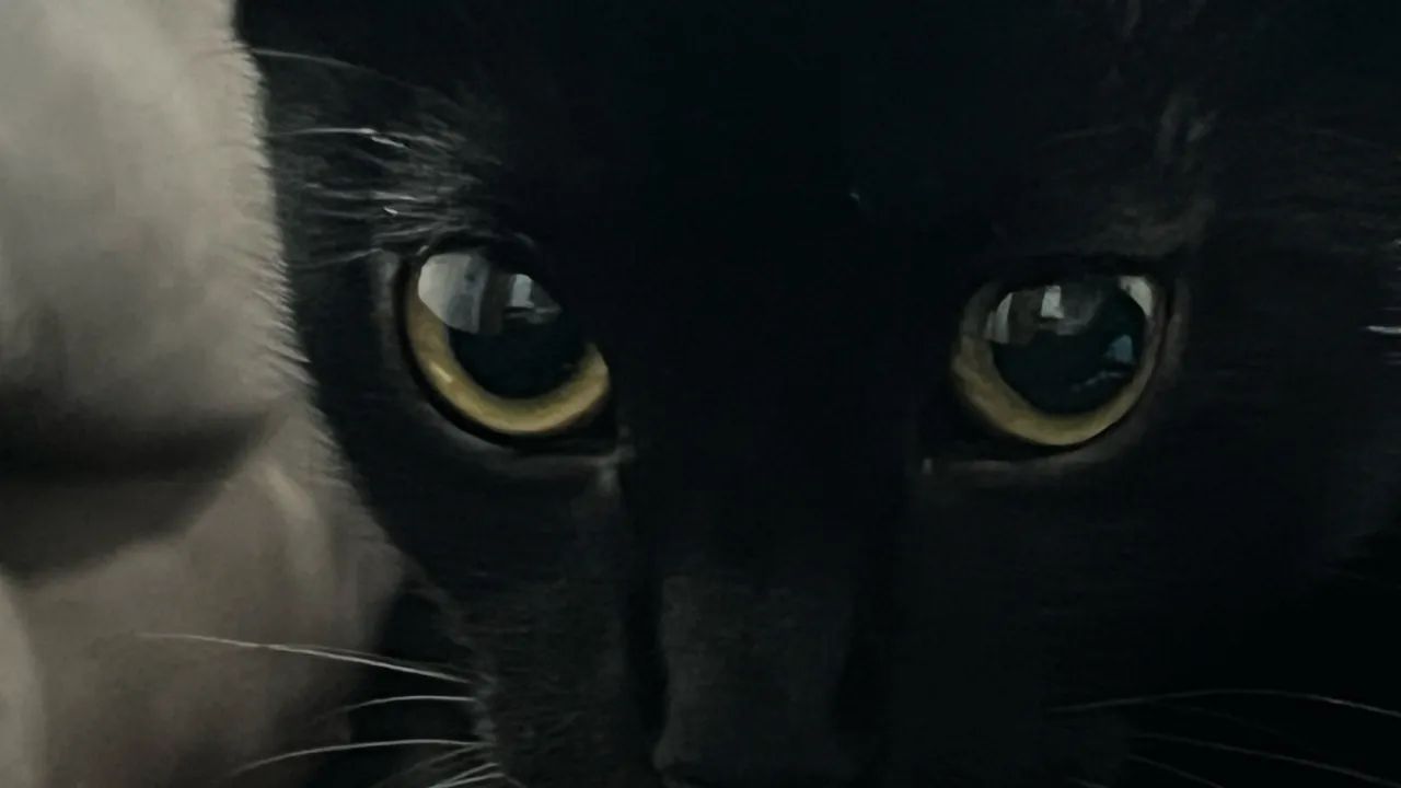Doação de gatinhas  - Foto 5