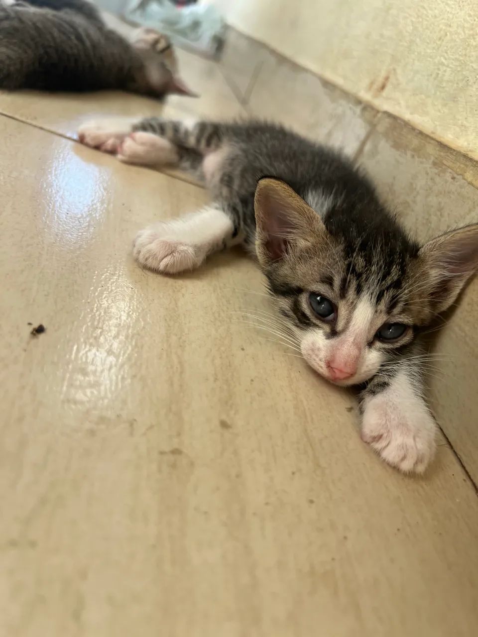 Gatinhos  - Foto 4