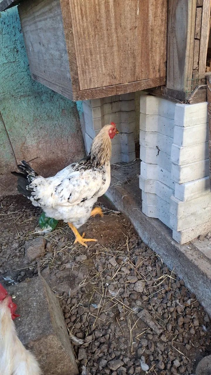 Galo e galinha 