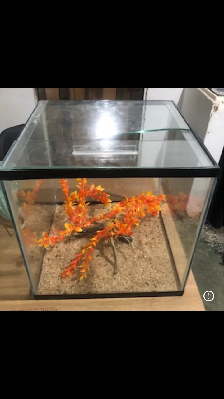 Aquario