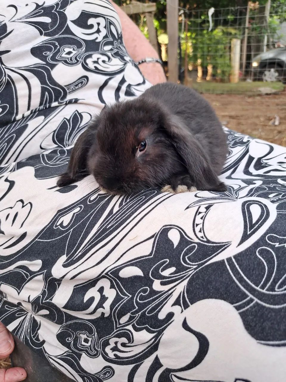 Vendo lindos filhotes de mine Lope uruguaio puros pais no local - Foto 4