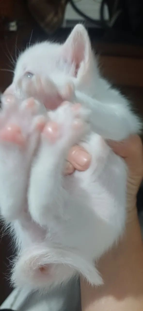 Doa se gatinhos - Foto 2