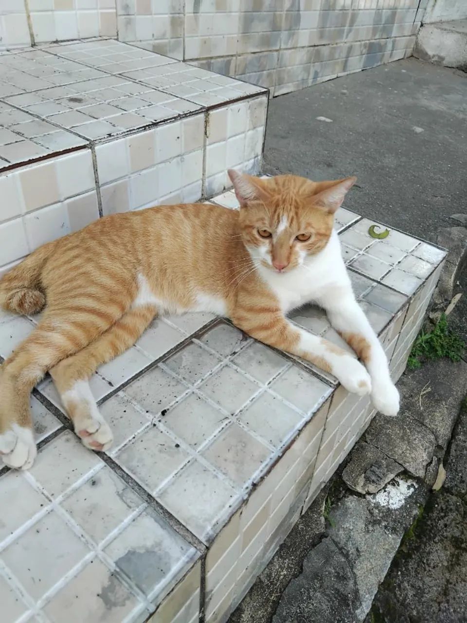 Gatinho para adoção responsável 