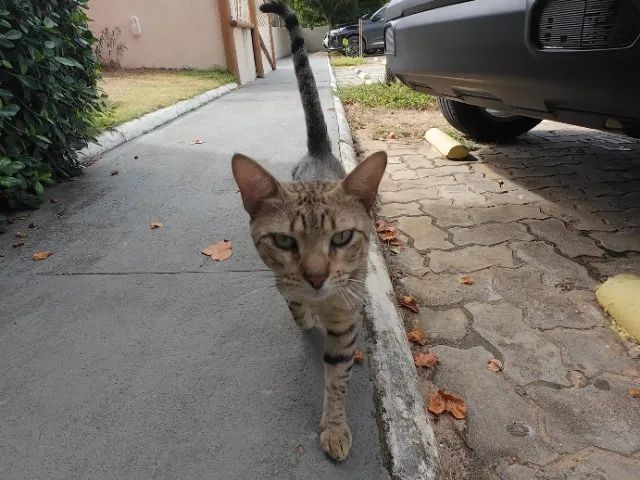 Gatinho abandonado, 6 meses, super dócil, FIV-FeLV negativo - Foto 3