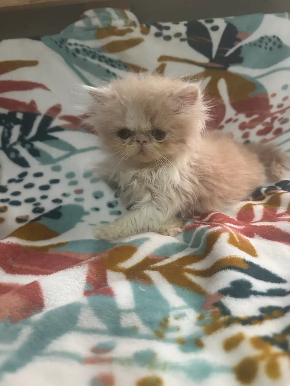 Gato persa  - Foto 4