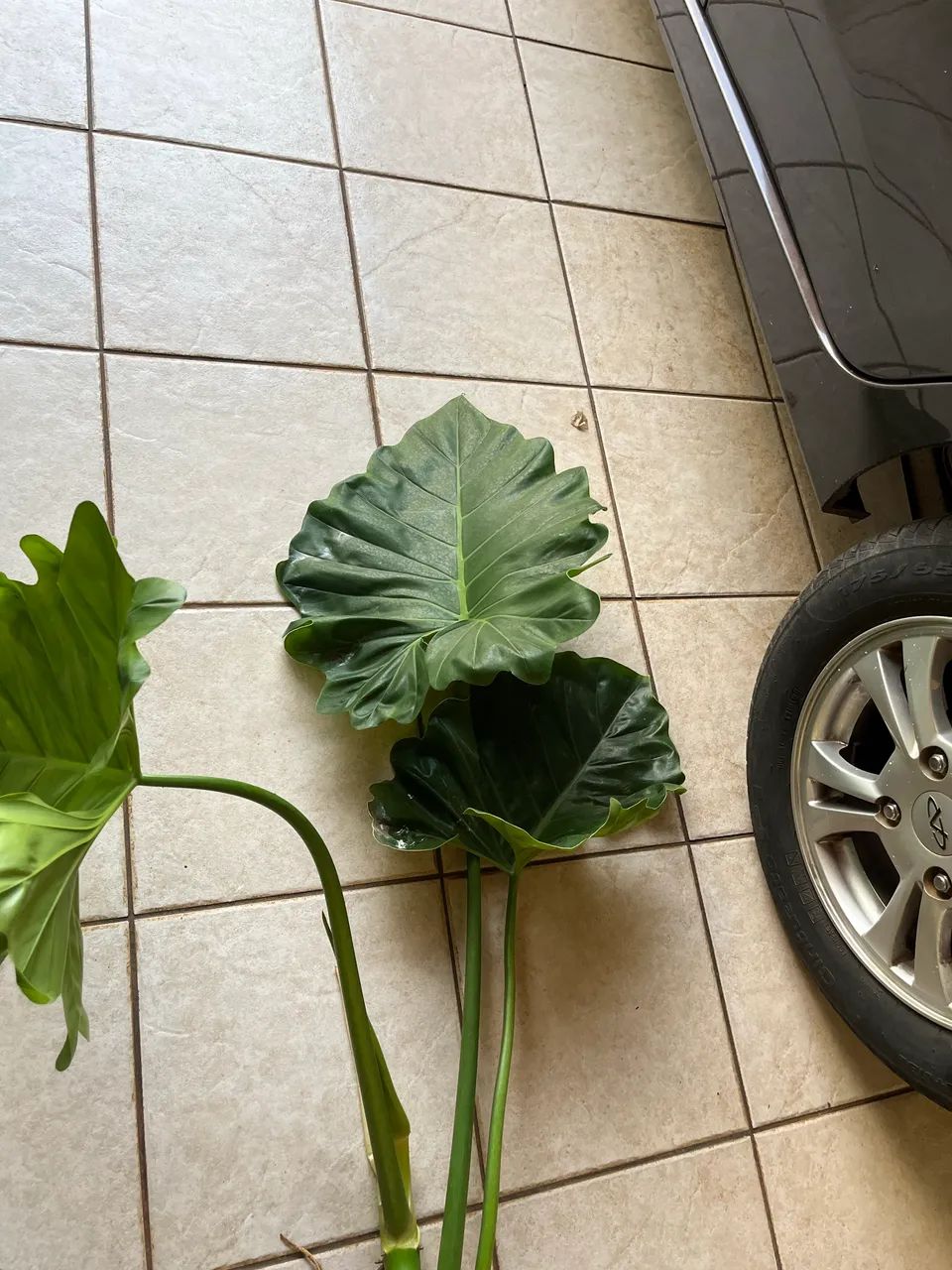 Muda de planta Orelha de Elefante  - Foto 4