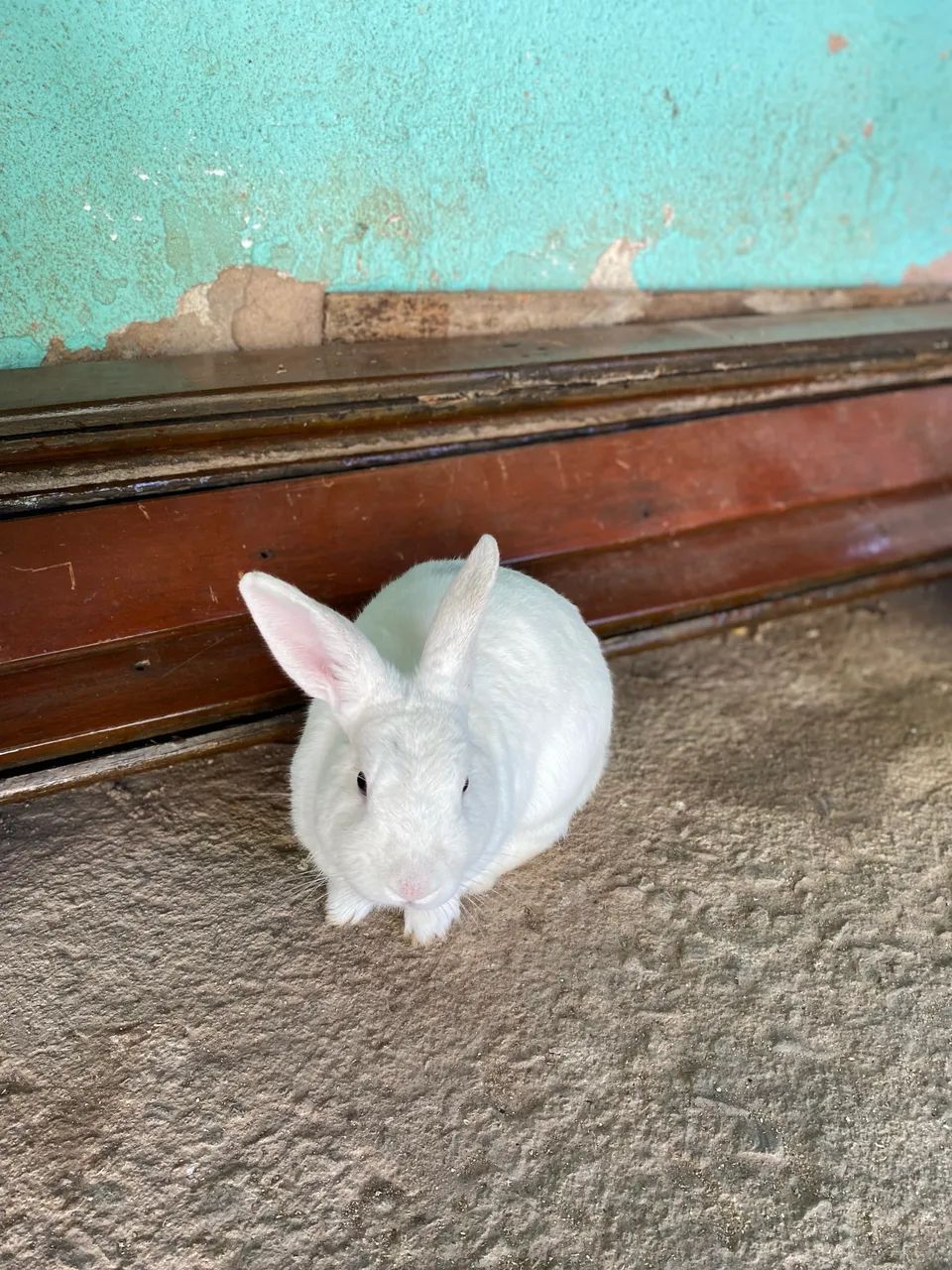 Coelho  - Foto 5