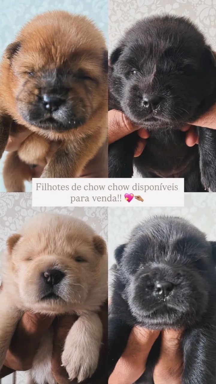 CHOW CHOW - Foto 4