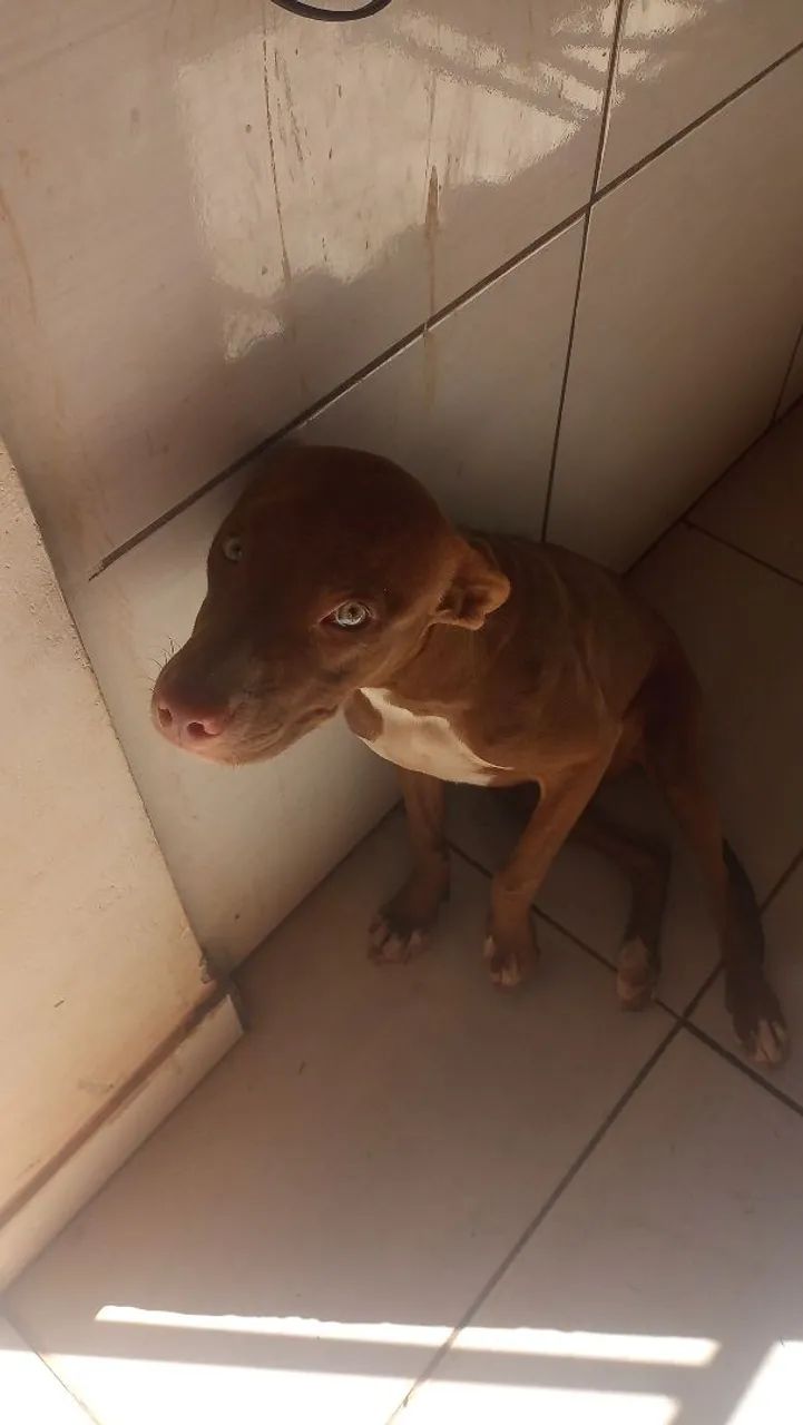Cachorro 