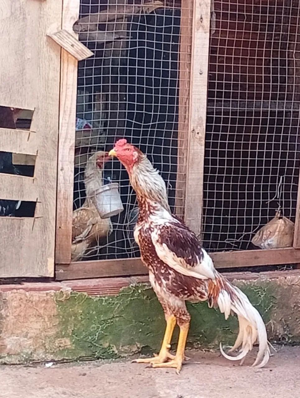 Galo indio 