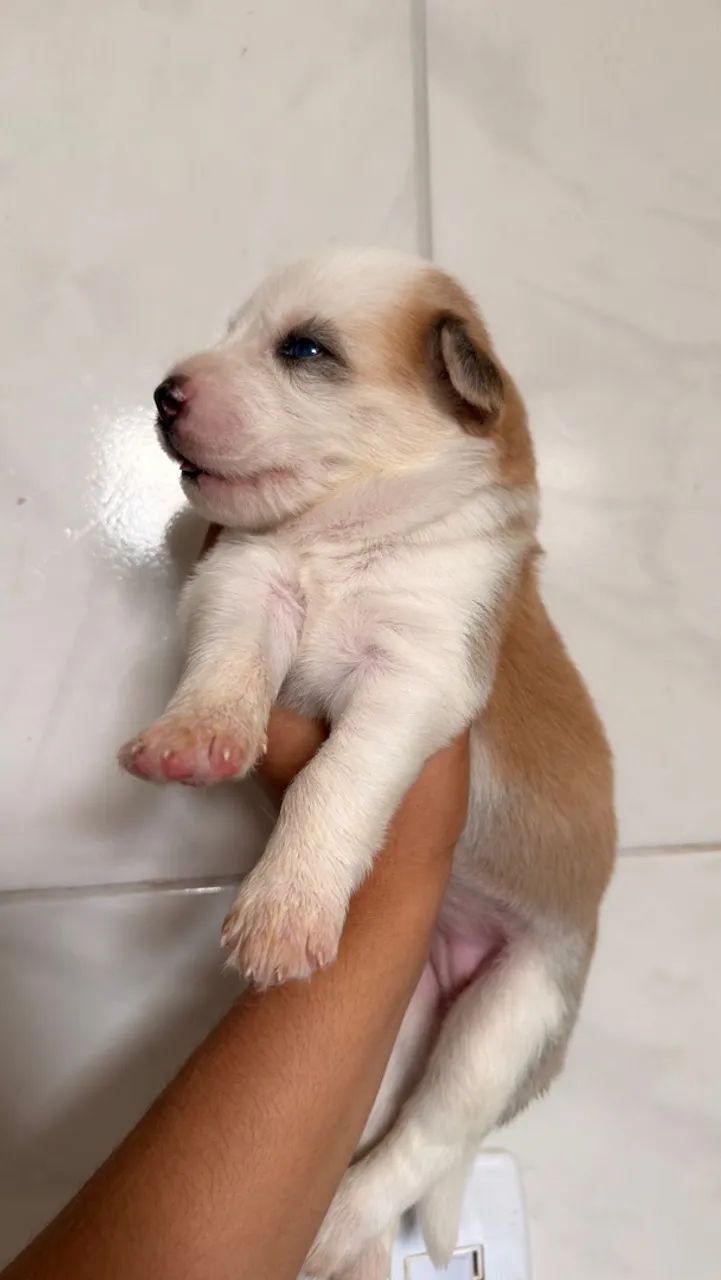 Husky siberiano - Foto 2
