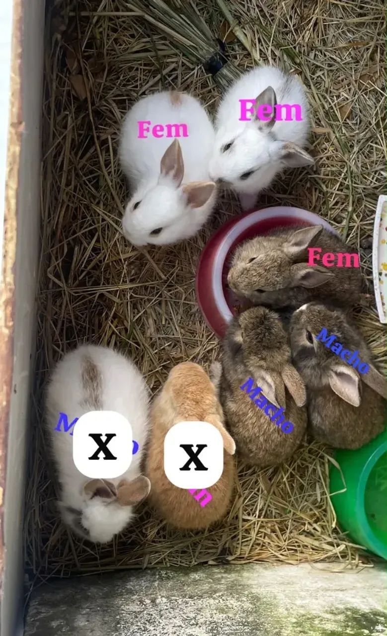 VENDO COELHINHOS 