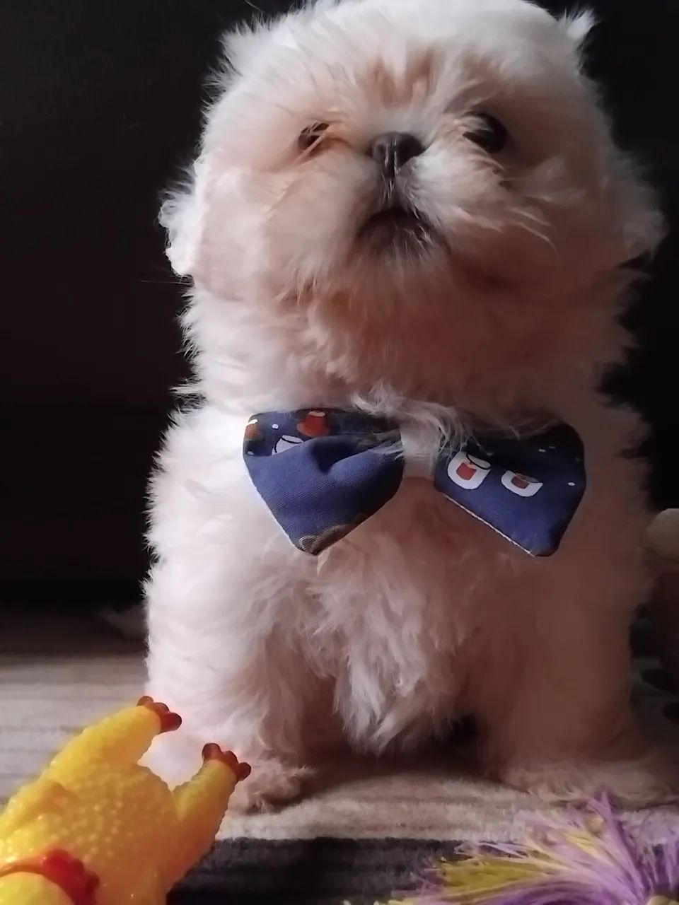ShihTzu Macho  - Foto 5
