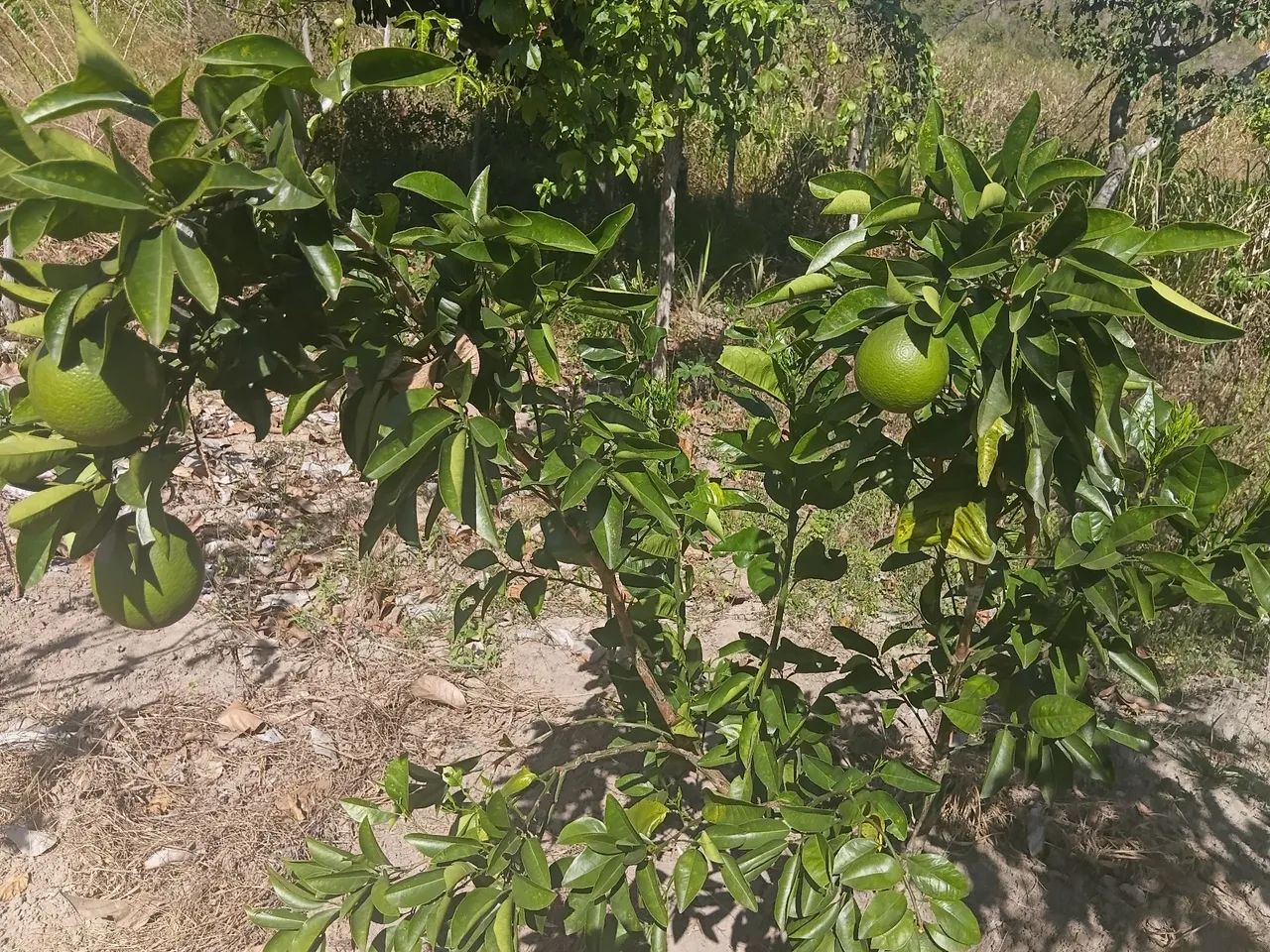 Sítio próximo ao parque aquático timbó salgado  - Foto 5