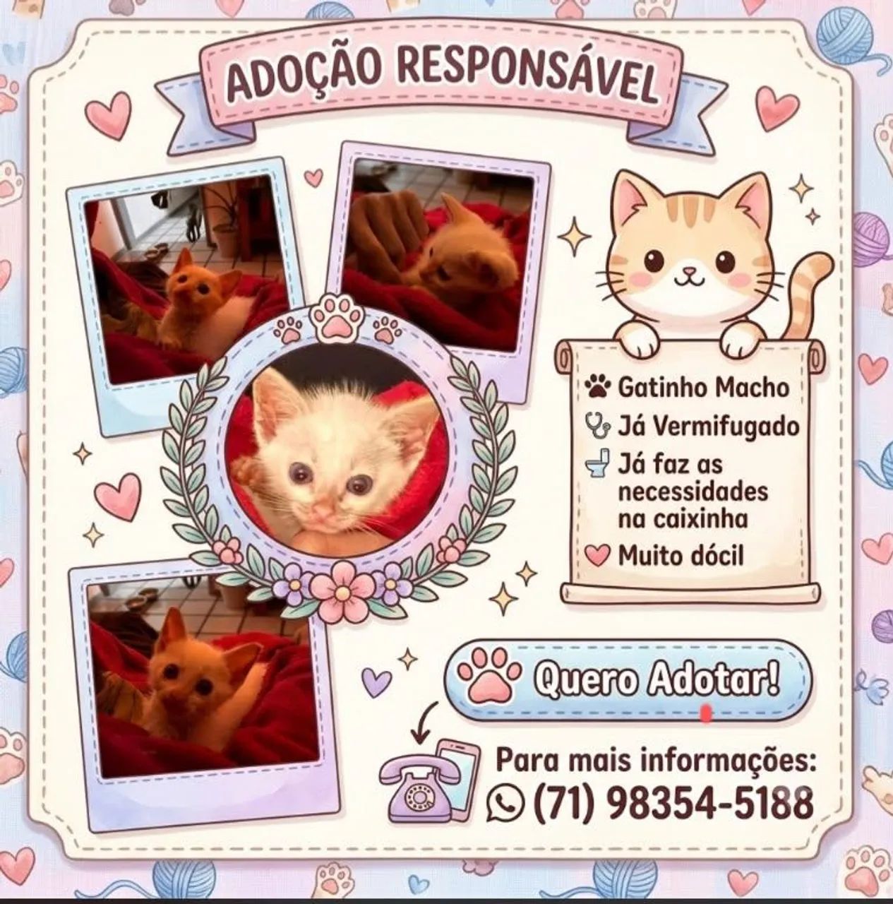 Gatinho filhote para adoção 