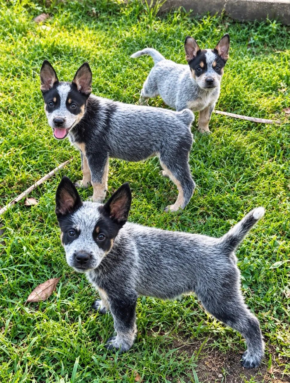 Filhotes de Blue Heeler e Red Heeler - Foto 2