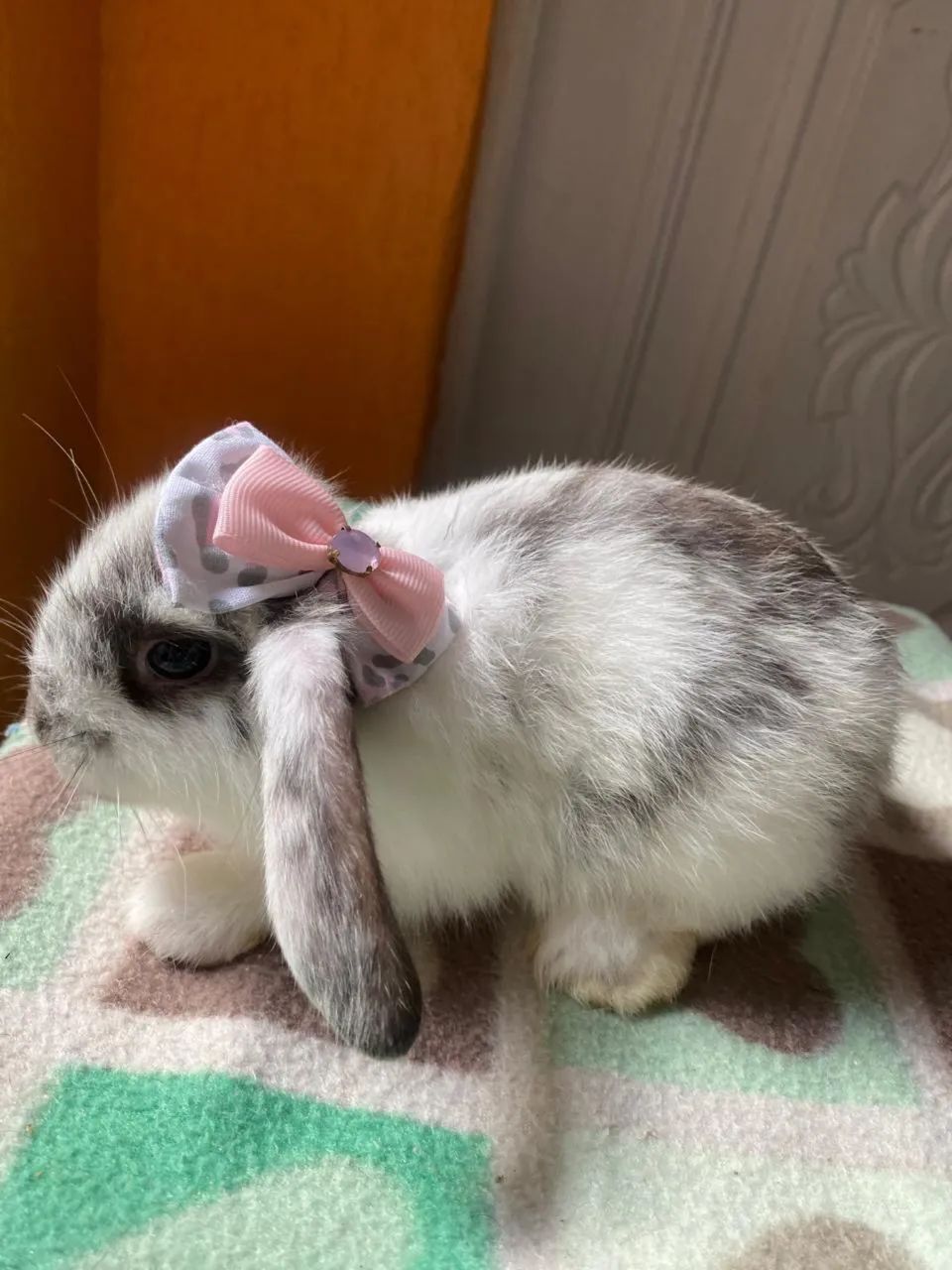 Mini Coelho - Mini Lop - Foto 4