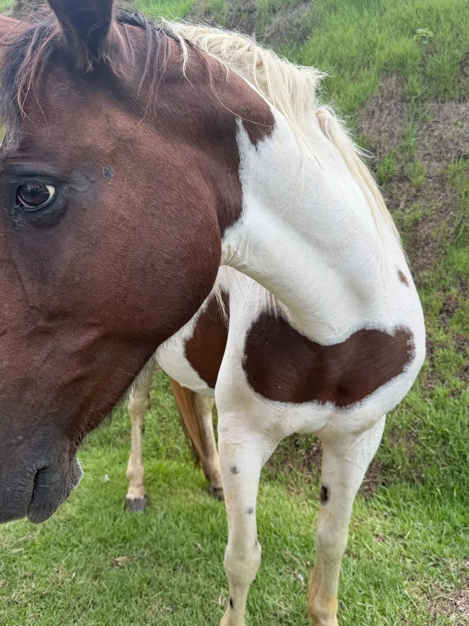 Éguas macha picada dócil 6anos 6conto - Foto 6