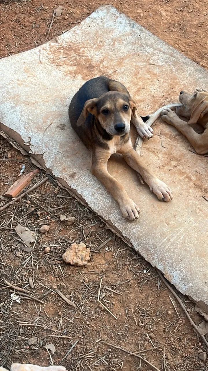 Adoção de cadela filhote - Foto 2