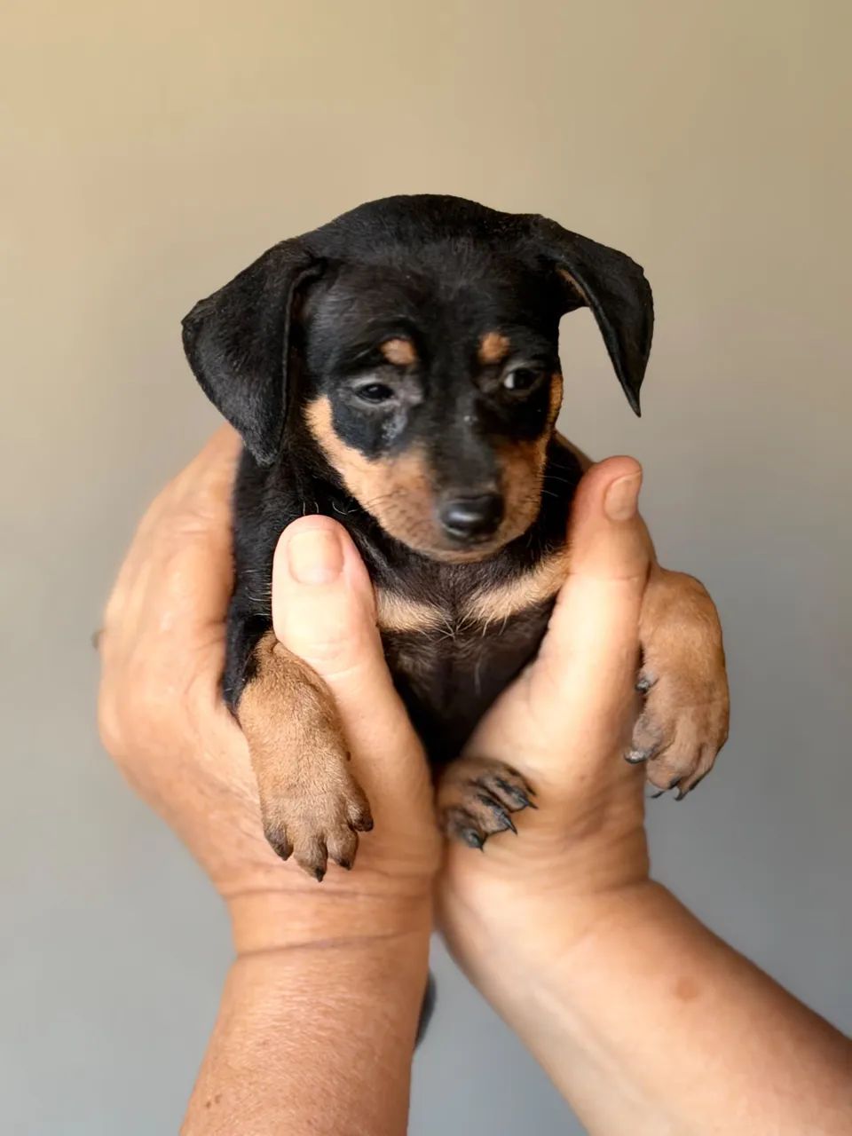 Cachorro pinscher - Foto 3