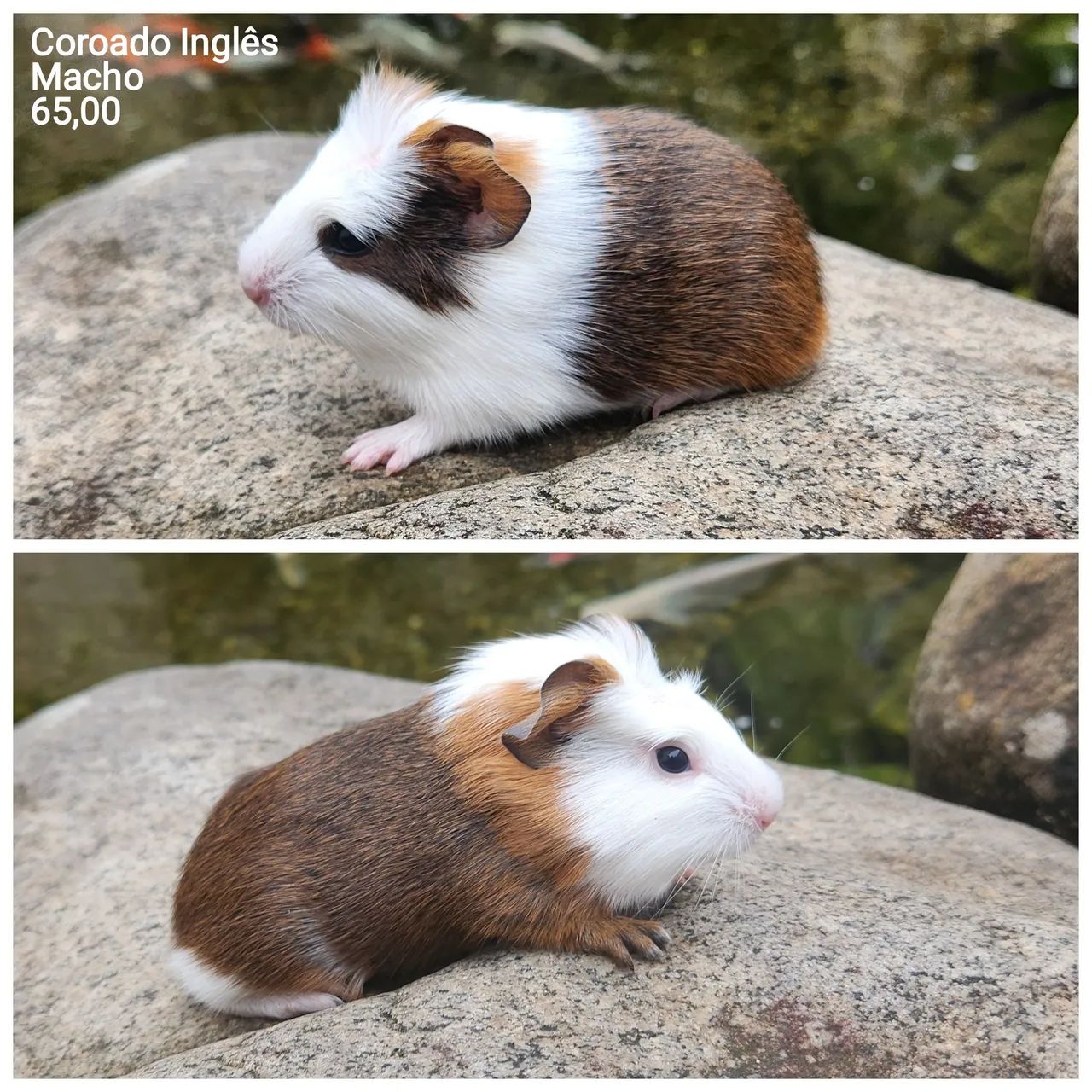 Porquinho da índia  - Foto 4