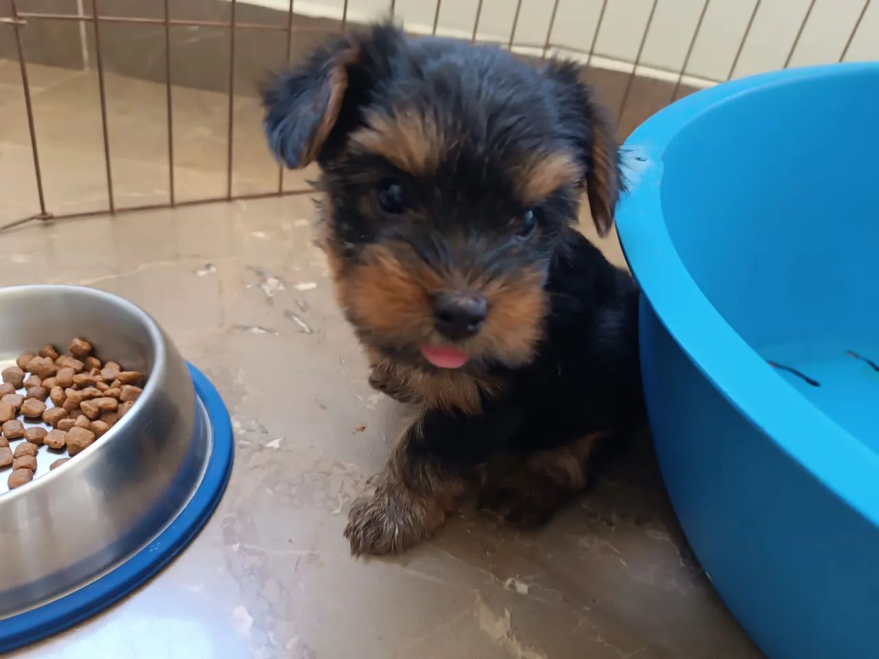 Filhotes Yorkshire Terrier - Foto 3