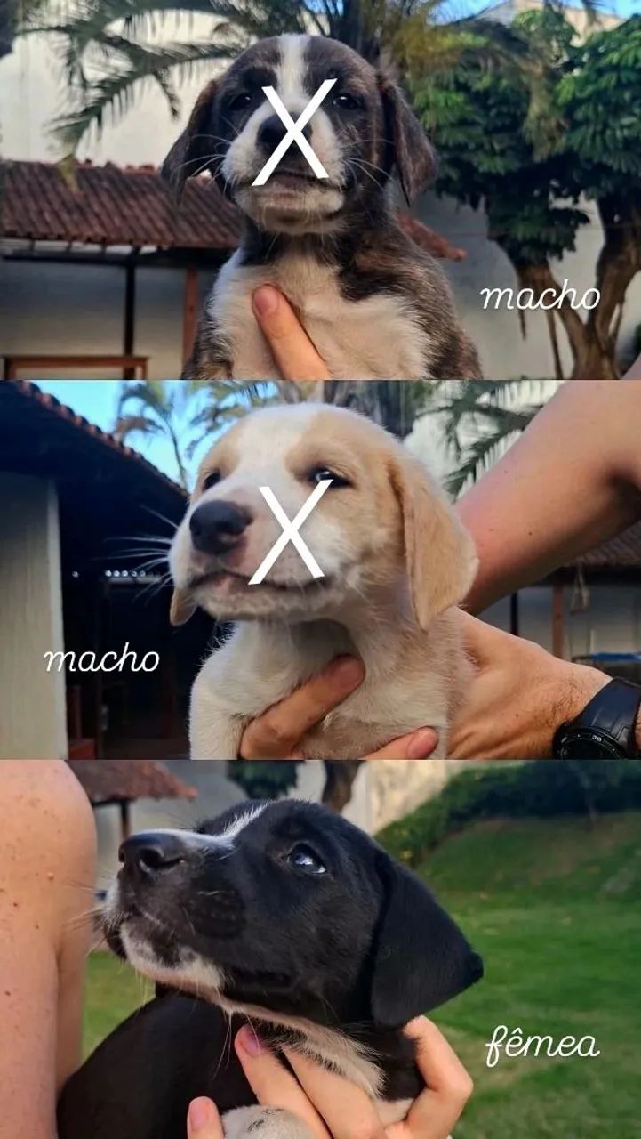 FILHOTES PARA ADOÇÃO RESPONSÁVEL  - Foto 2