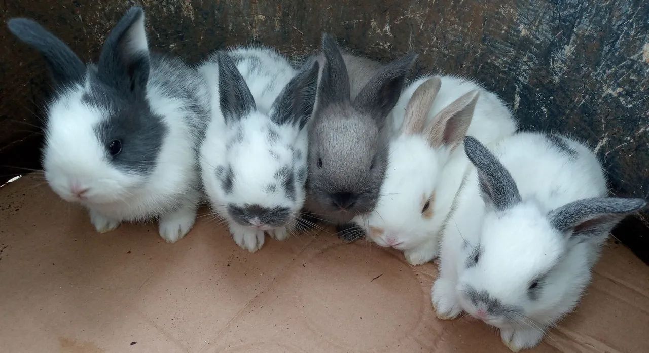 Coelhos