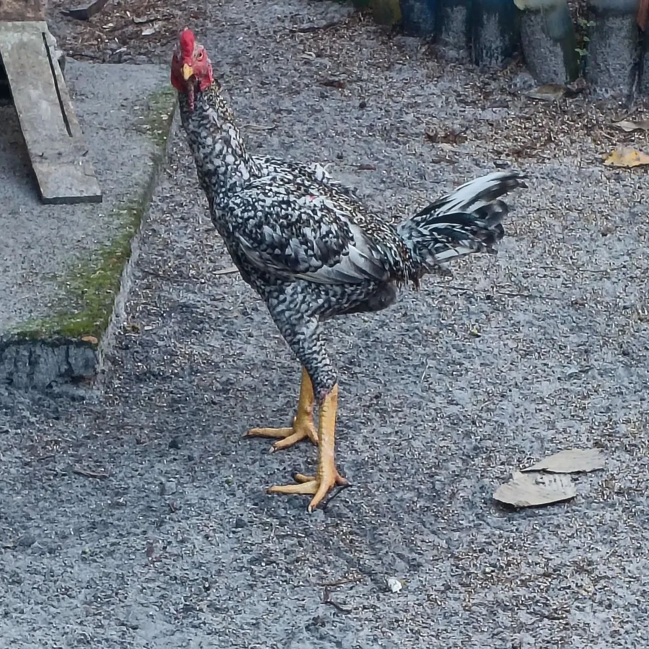Frango mura - Foto 2