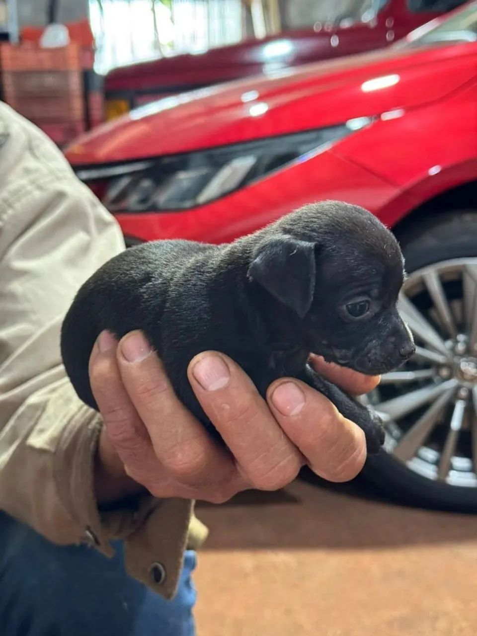 Pinscher  - Foto 5