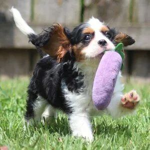Cavalier King Charles Spaniel 
