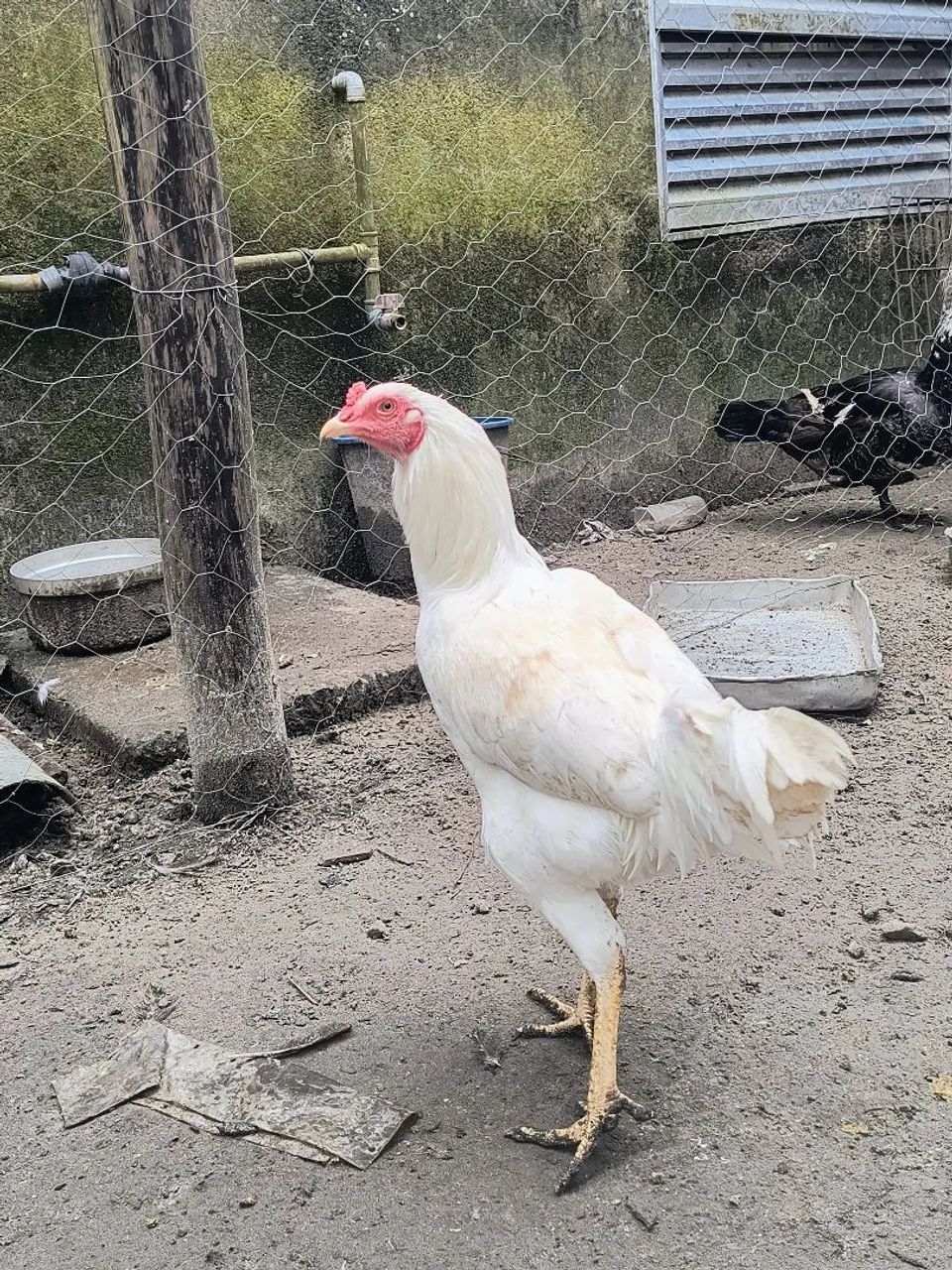 Frangos 