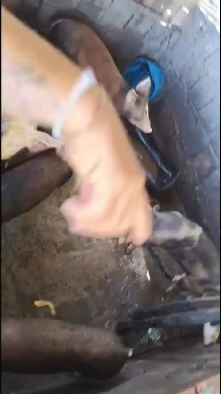 Porcos à venda  - Foto 4