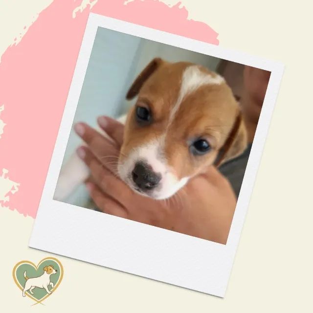 jack x chihuahua  - Foto 4