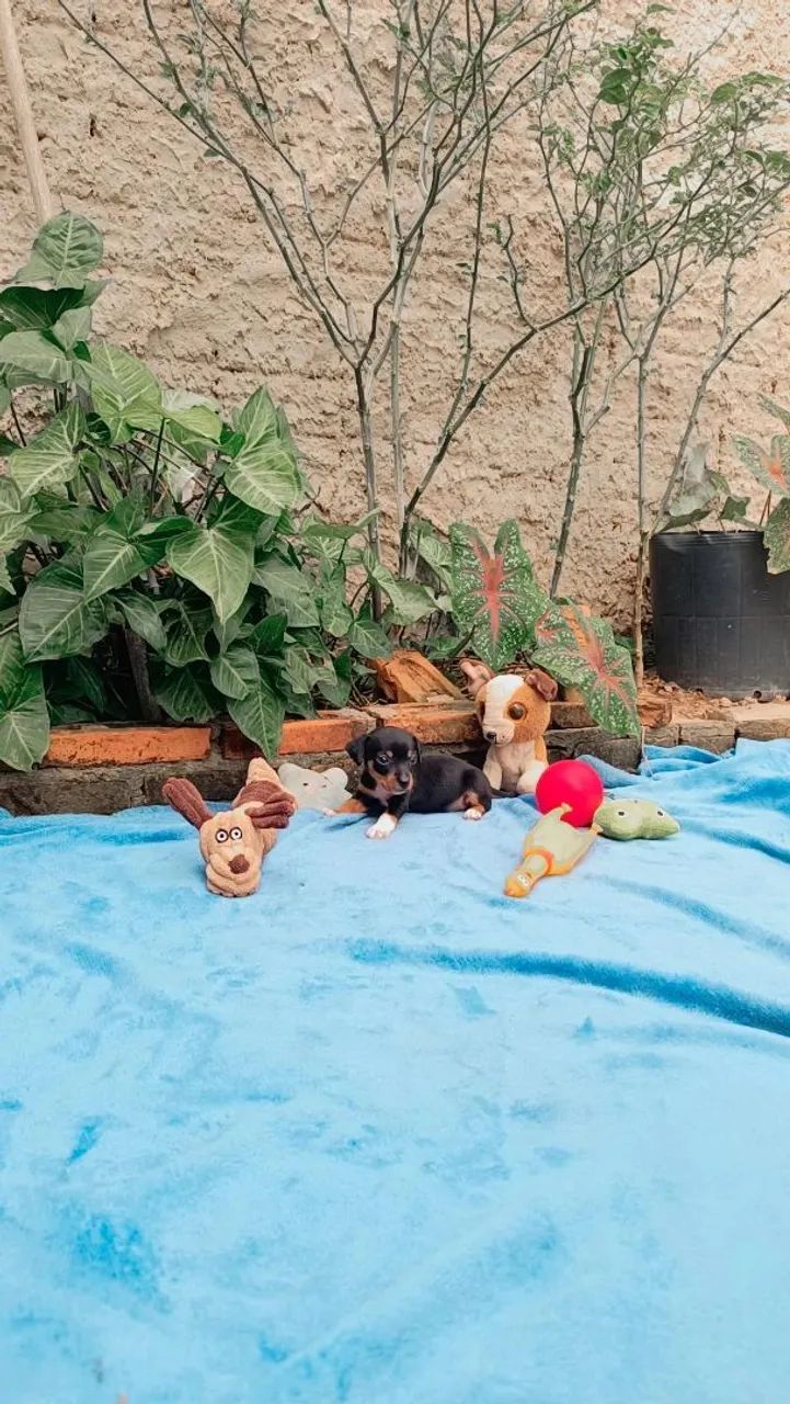 Pinscher n° 0 - Foto 2