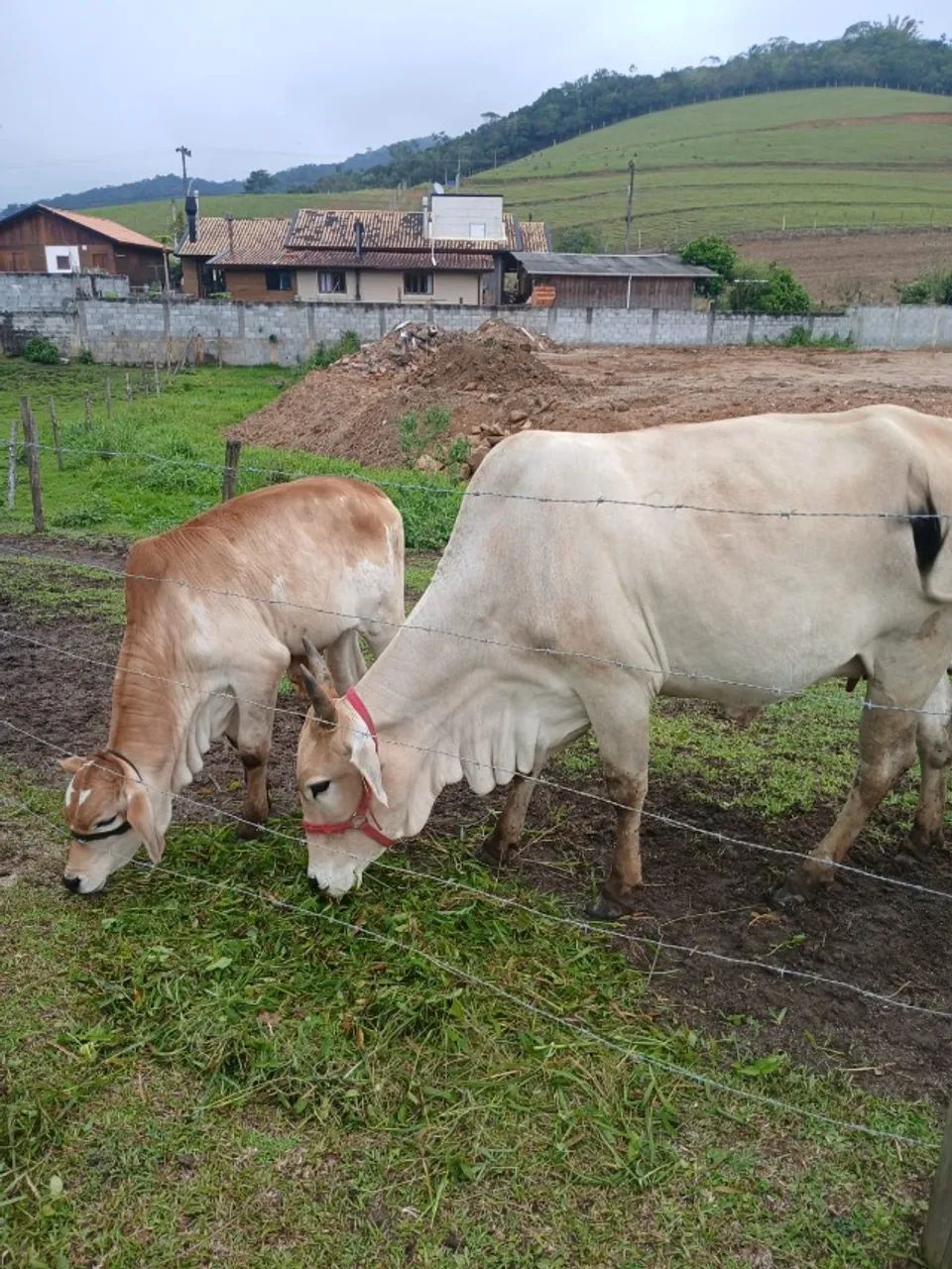 BOI NELORI COM CRIA