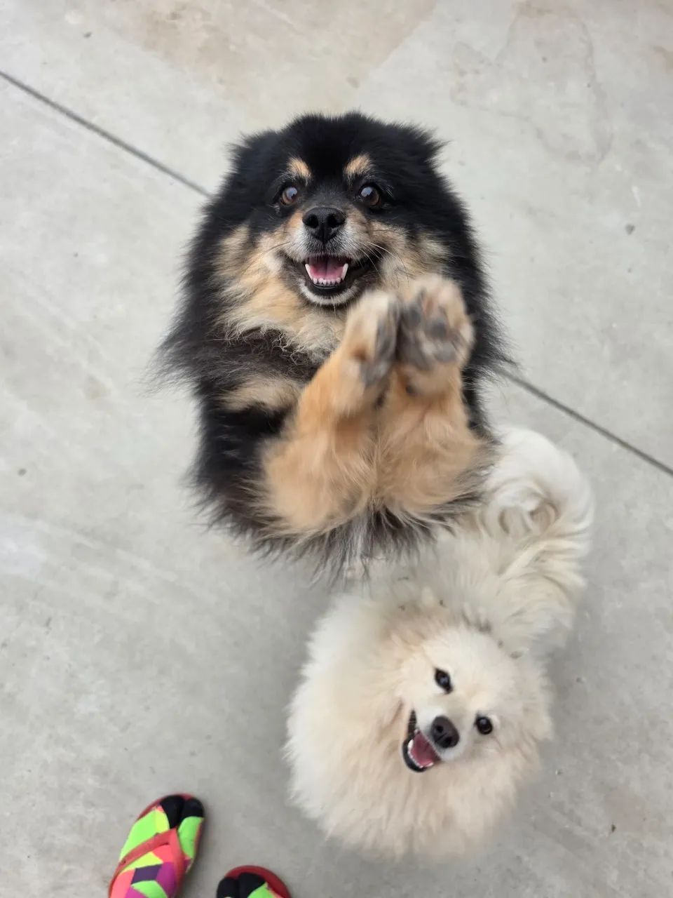 Spitz Alemão macho - Foto 4