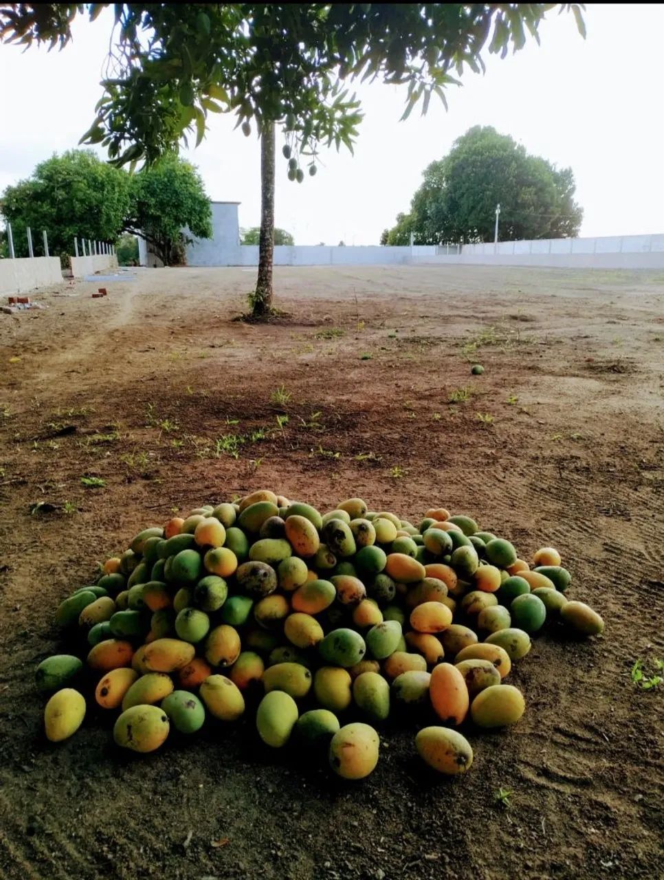 Terreno em Aldeia  - Foto 5