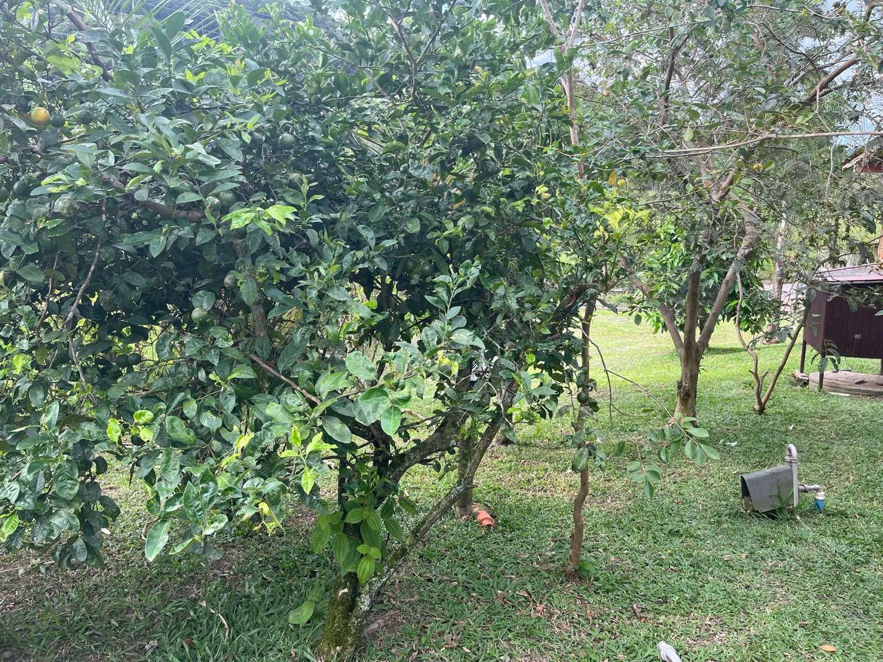 Chácara Biguacu, Fazendinha - Foto 5