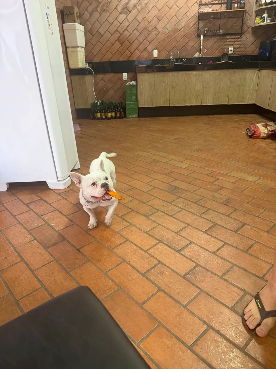 American Bully  - Foto 3
