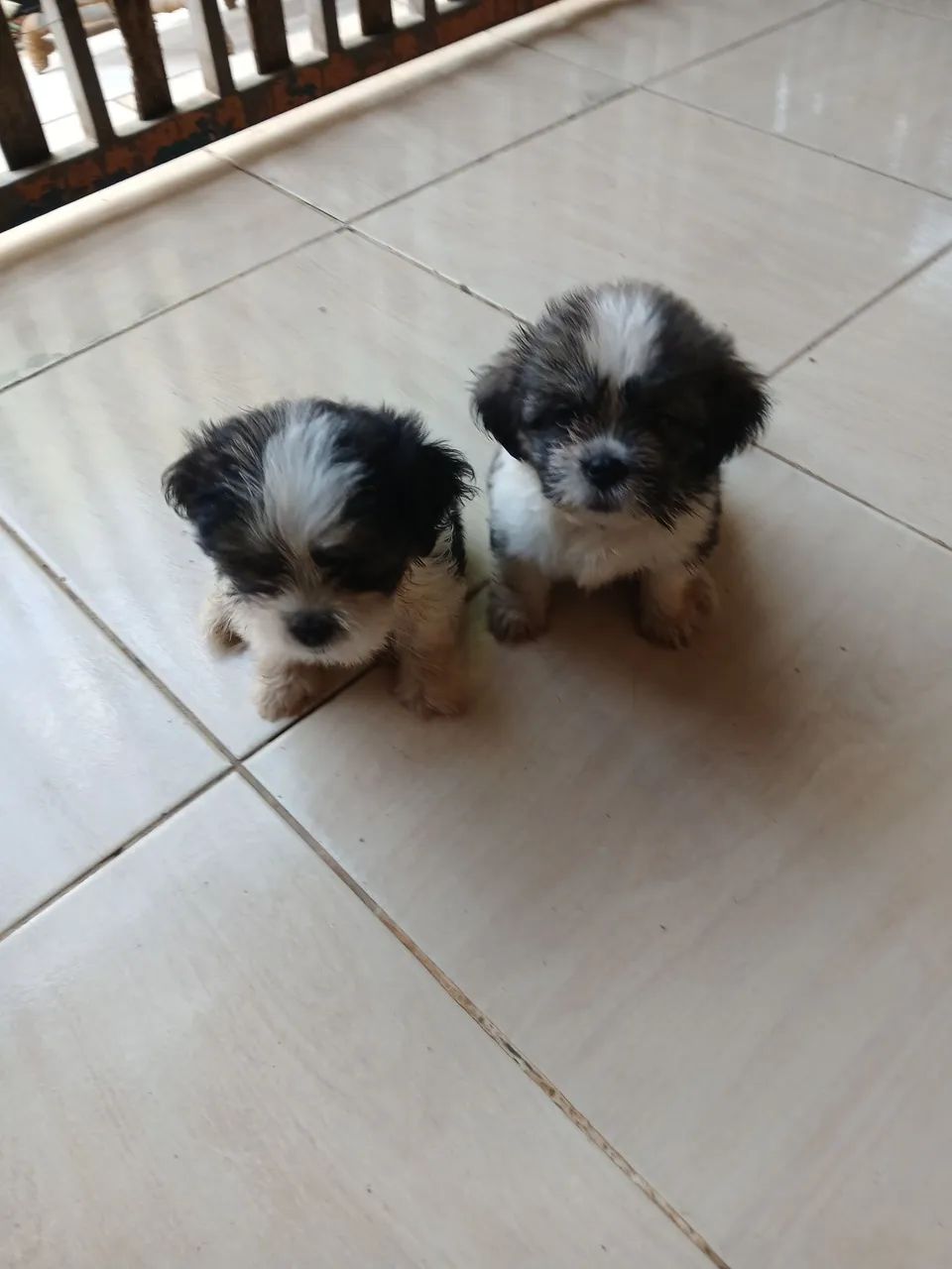 Vendo cachorro shitzu macho850 