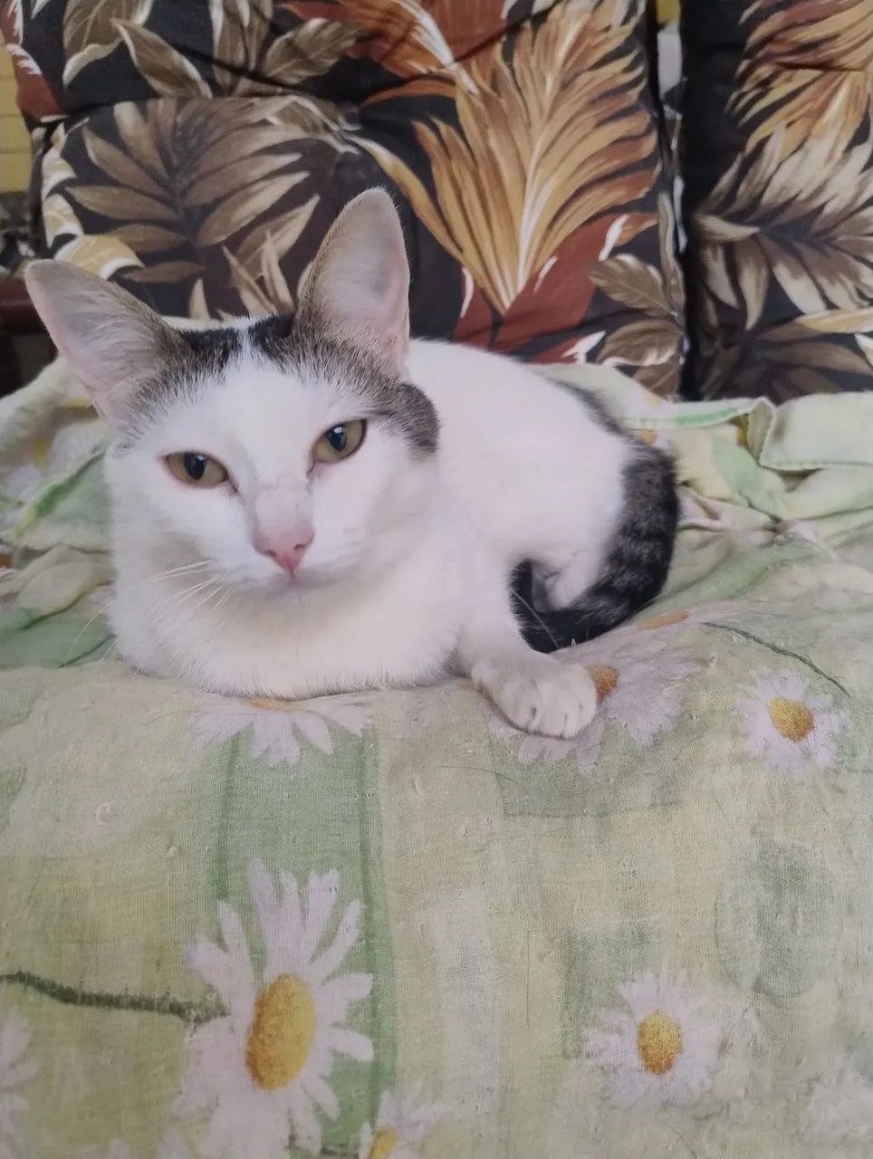 Doação gata castrada  - Foto 4